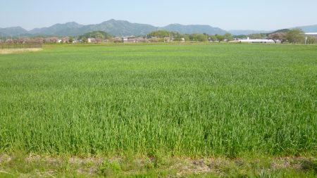 2025年４月麦畑